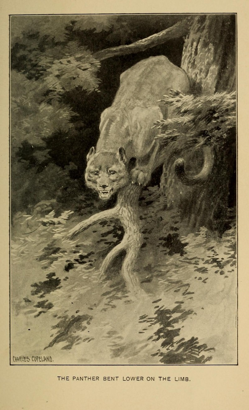 cougar (Puma concolor); DISPLAY FULL IMAGE.