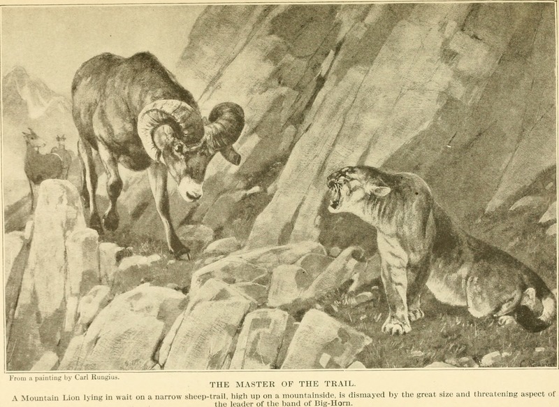 cougar (Puma concolor), bighorn sheep (Ovis canadensis); DISPLAY FULL IMAGE.