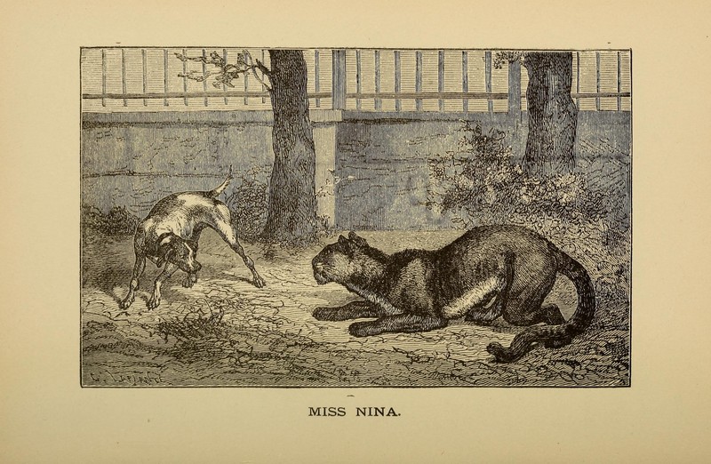 cougar (Puma concolor); DISPLAY FULL IMAGE.