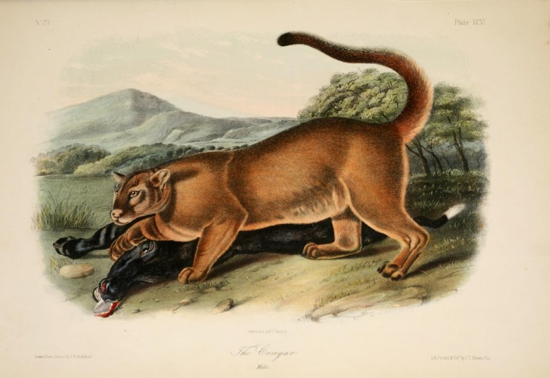 cougar (Puma concolor); DISPLAY FULL IMAGE.