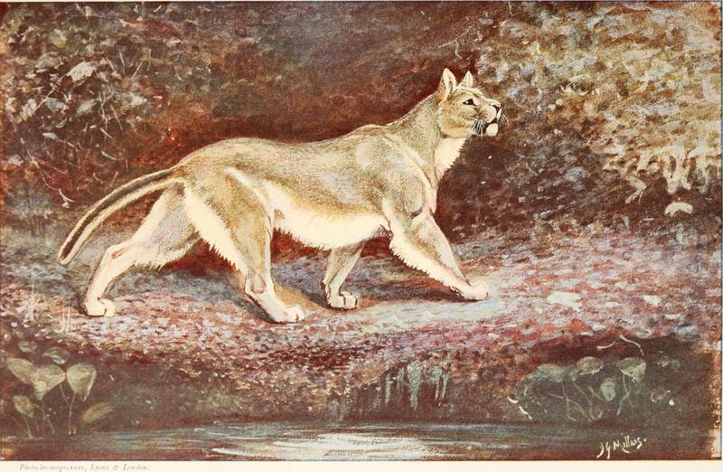 cougar (Puma concolor); DISPLAY FULL IMAGE.