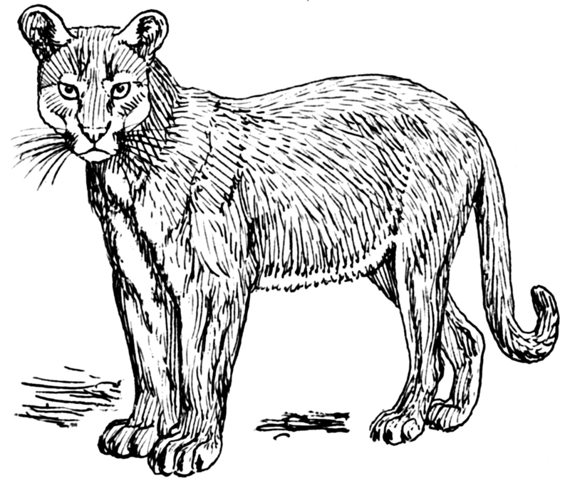 cougar (Puma concolor); DISPLAY FULL IMAGE.