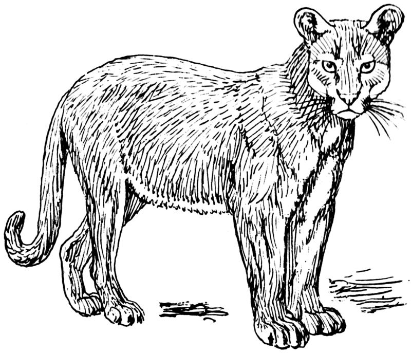 cougar (Puma concolor); DISPLAY FULL IMAGE.
