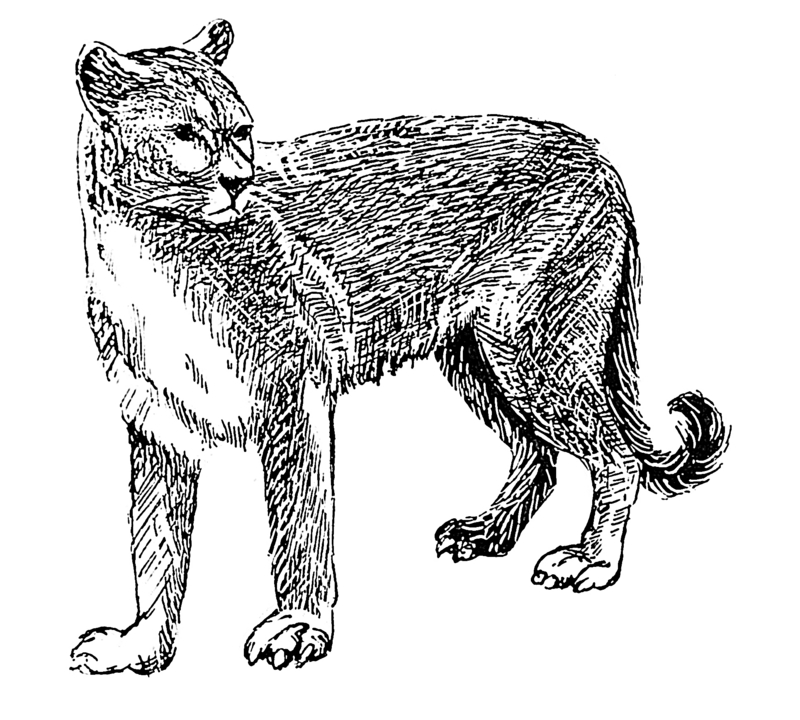 cougar (Puma concolor); DISPLAY FULL IMAGE.