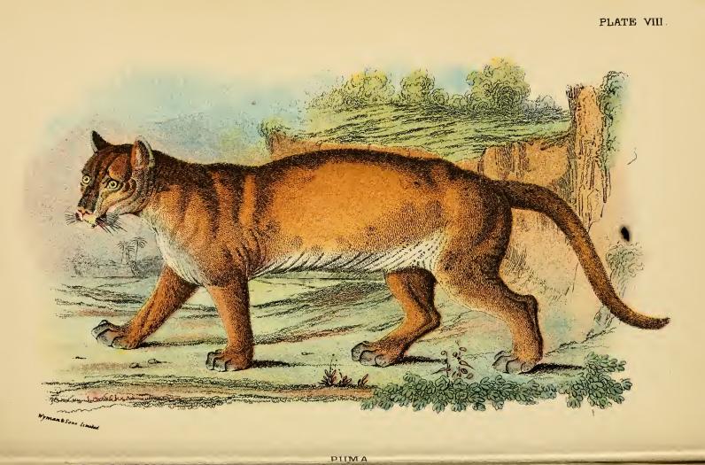 cougar (Puma concolor); DISPLAY FULL IMAGE.
