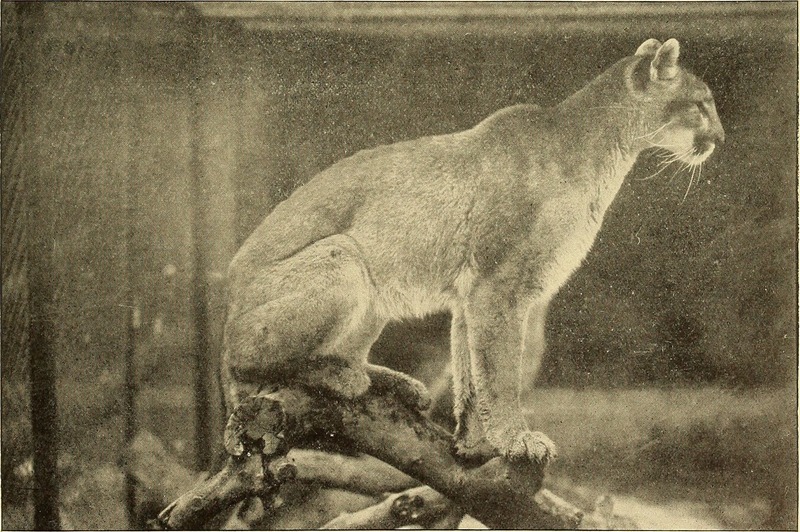 cougar (Puma concolor); DISPLAY FULL IMAGE.