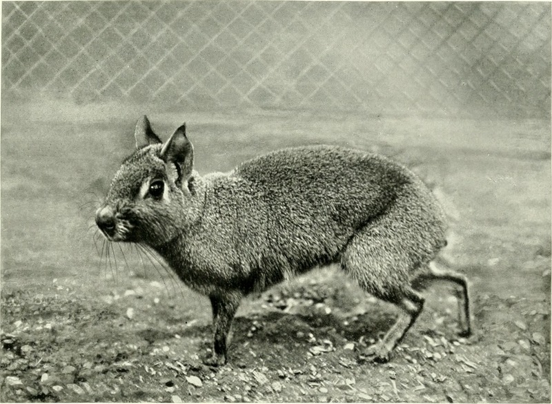 Chacoan mara (Dolichotis salinicola); DISPLAY FULL IMAGE.