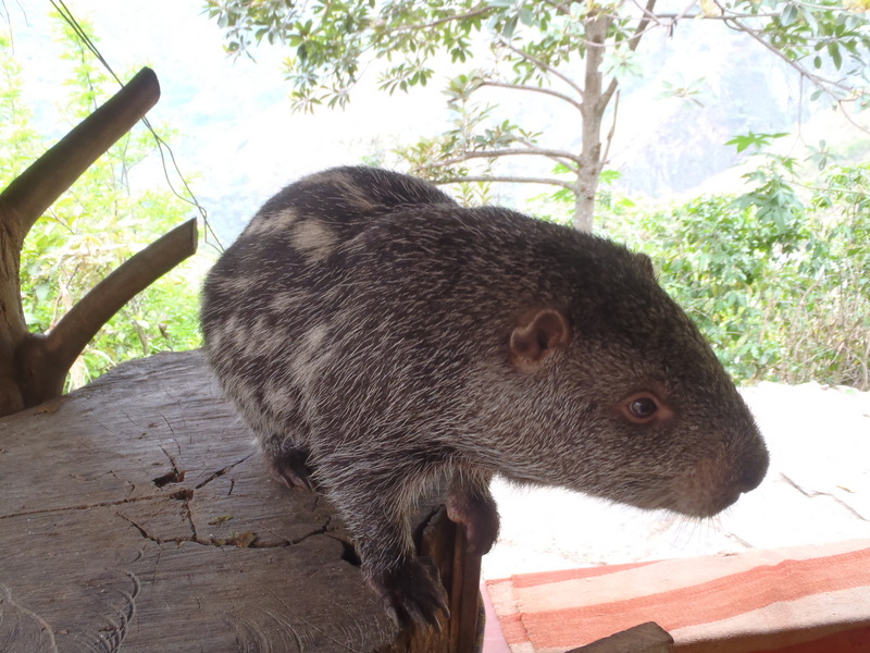 pacarana (Dinomys branickii); DISPLAY FULL IMAGE.