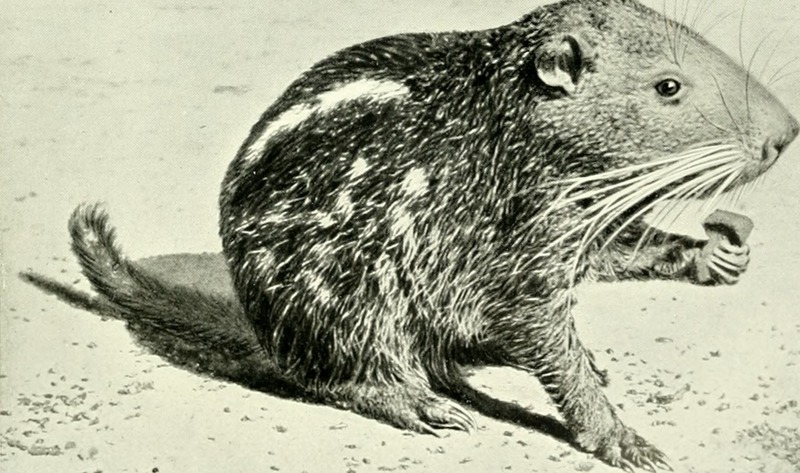 pacarana (Dinomys branickii); DISPLAY FULL IMAGE.
