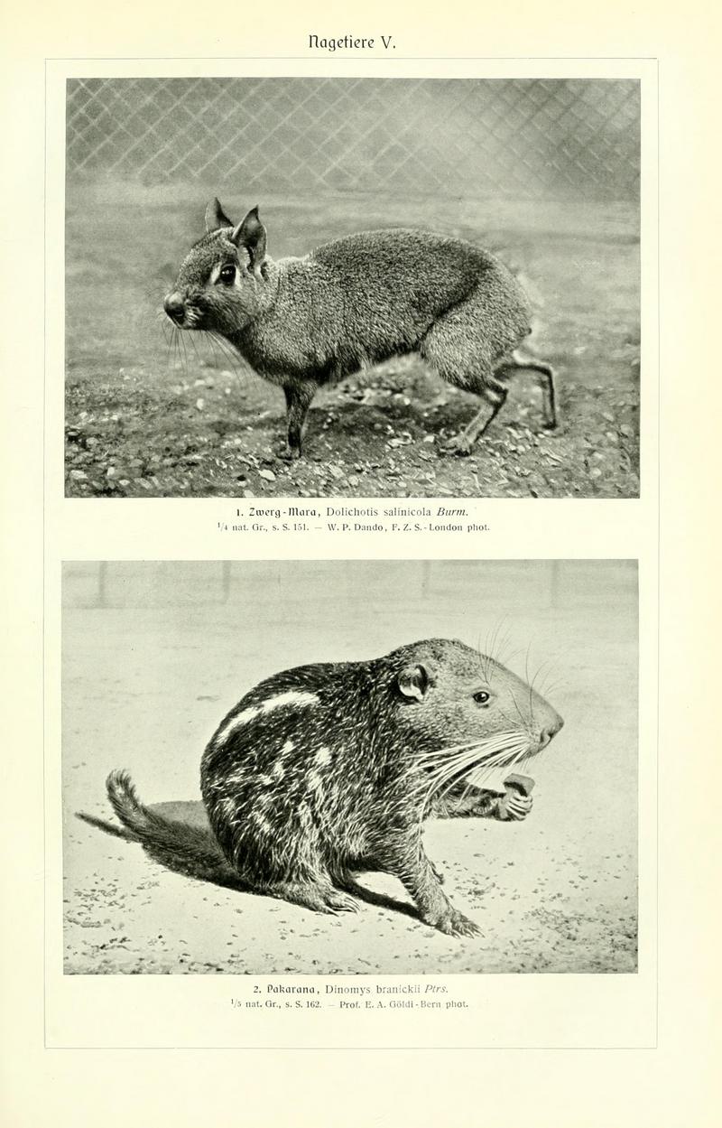 Chacoan mara (Dolichotis salinicola), pacarana (Dinomys branickii); DISPLAY FULL IMAGE.