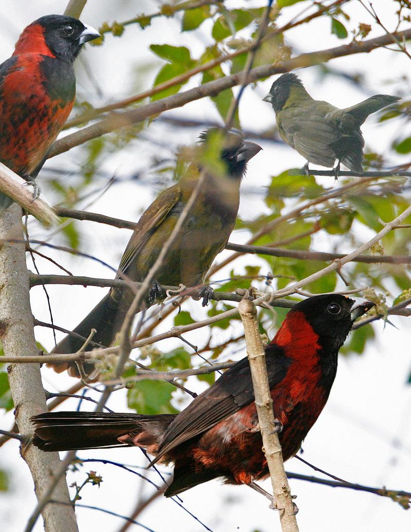 crimson-collared grosbeak (Rhodothraupis celaeno); DISPLAY FULL IMAGE.