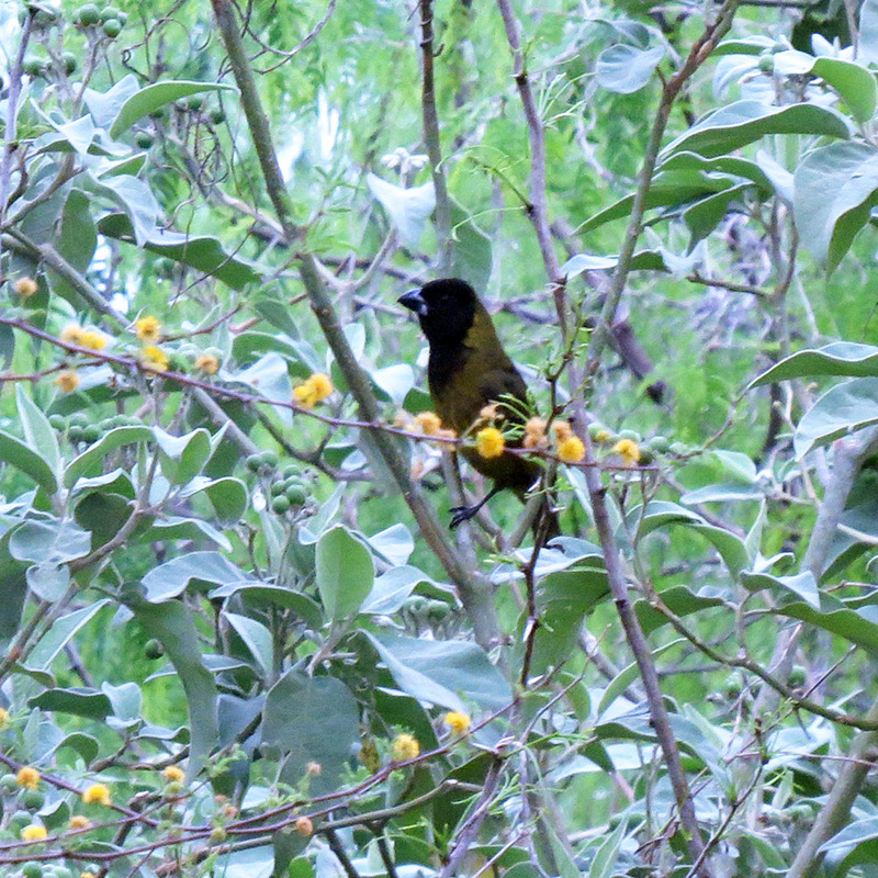 crimson-collared grosbeak (Rhodothraupis celaeno); DISPLAY FULL IMAGE.