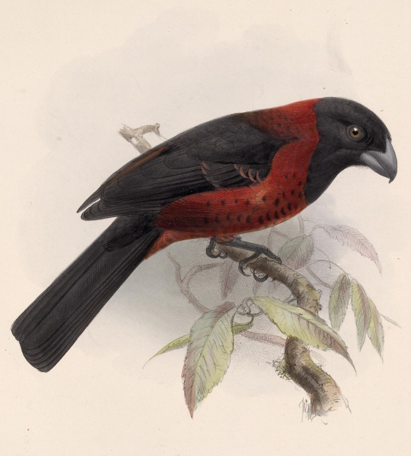 crimson-collared grosbeak (Rhodothraupis celaeno); DISPLAY FULL IMAGE.