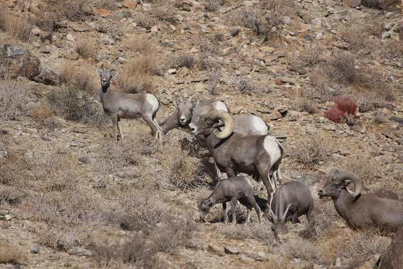 desert bighorn sheep (Ovis canadensis nelsoni); DISPLAY FULL IMAGE.