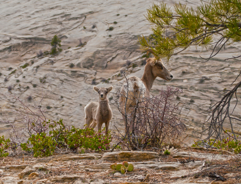 desert bighorn sheep (Ovis canadensis nelsoni); DISPLAY FULL IMAGE.