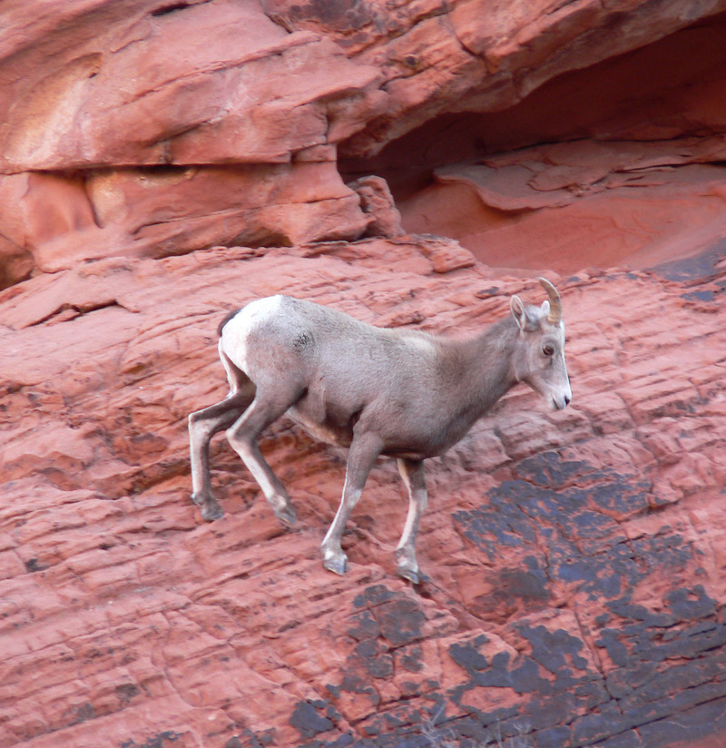 desert bighorn sheep (Ovis canadensis nelsoni); DISPLAY FULL IMAGE.