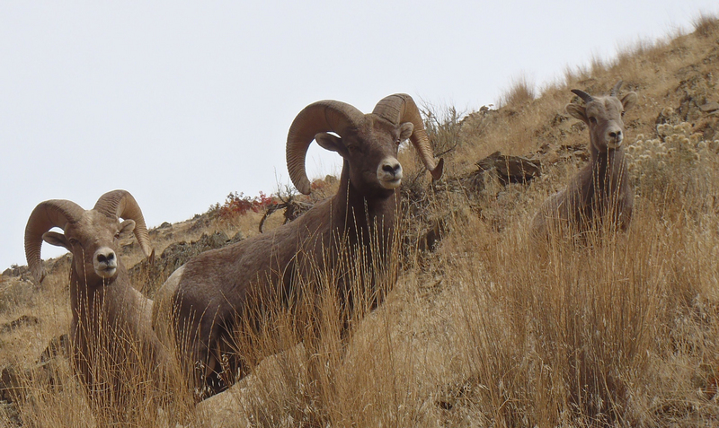 desert bighorn sheep (Ovis canadensis nelsoni); DISPLAY FULL IMAGE.