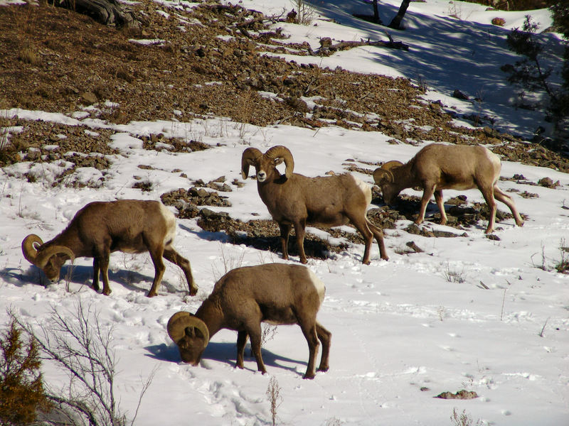 bighorn sheep (Ovis canadensis); DISPLAY FULL IMAGE.