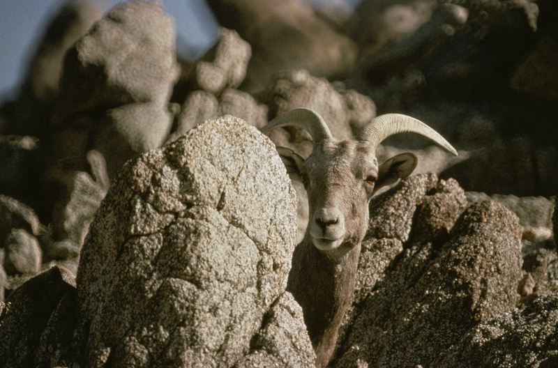 desert bighorn sheep (Ovis canadensis nelsoni); DISPLAY FULL IMAGE.