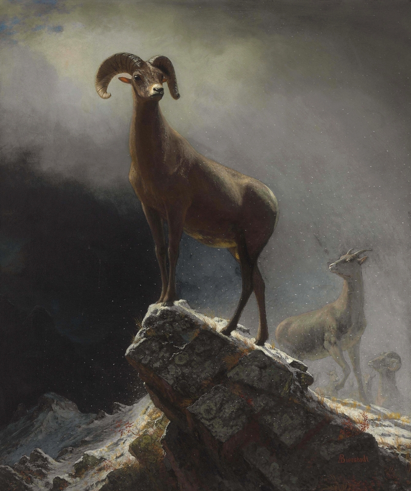 bighorn sheep (Ovis canadensis); DISPLAY FULL IMAGE.