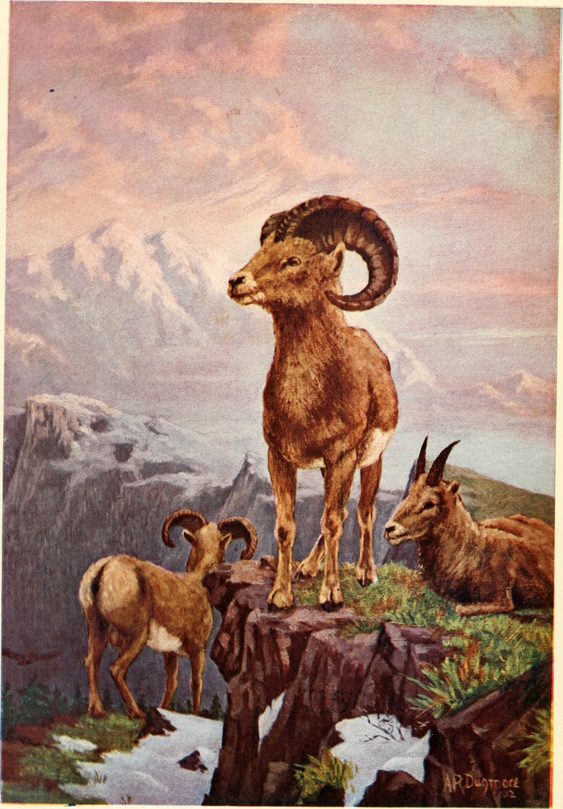 bighorn sheep (Ovis canadensis); DISPLAY FULL IMAGE.