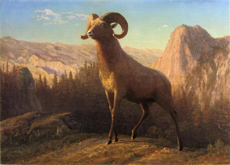 bighorn sheep (Ovis canadensis); DISPLAY FULL IMAGE.