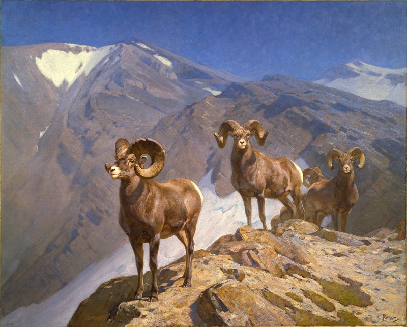 bighorn sheep (Ovis canadensis); DISPLAY FULL IMAGE.