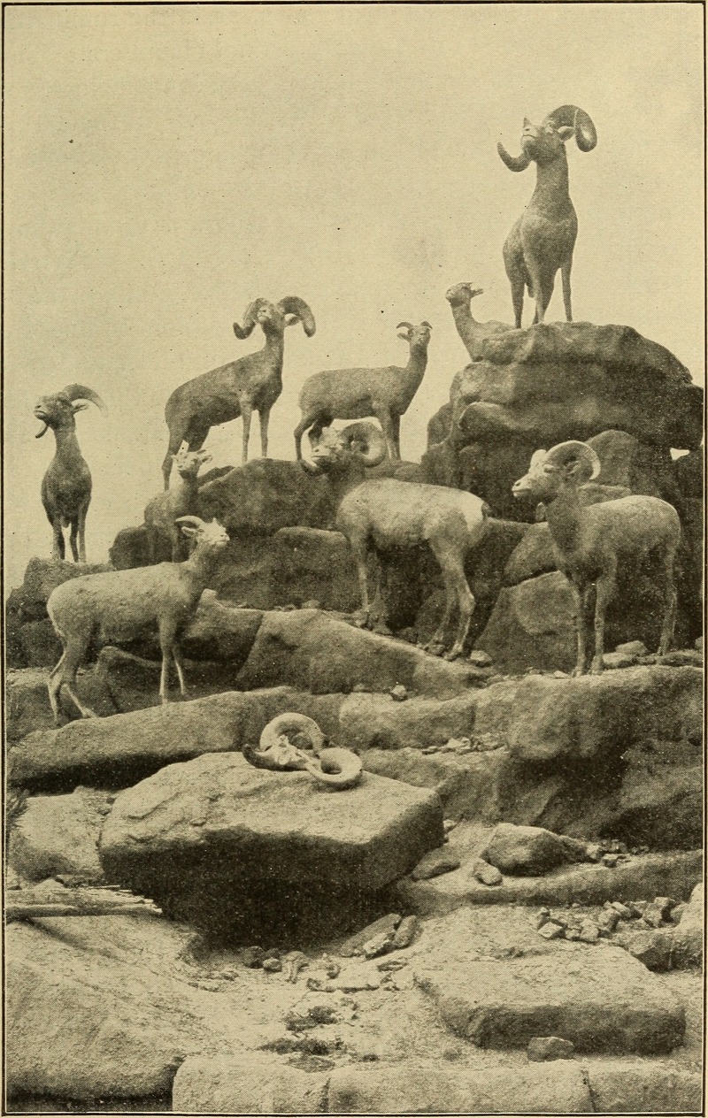 bighorn sheep (Ovis canadensis); DISPLAY FULL IMAGE.