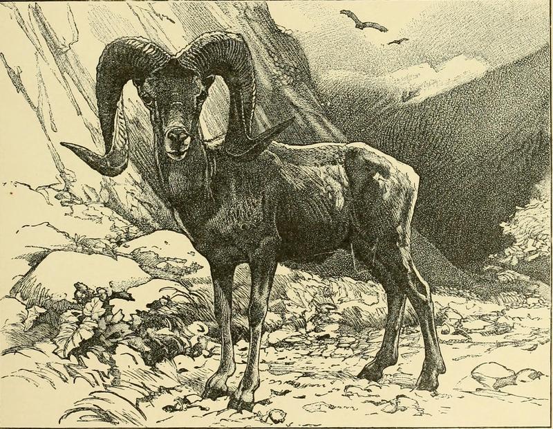 bighorn sheep (Ovis canadensis); DISPLAY FULL IMAGE.