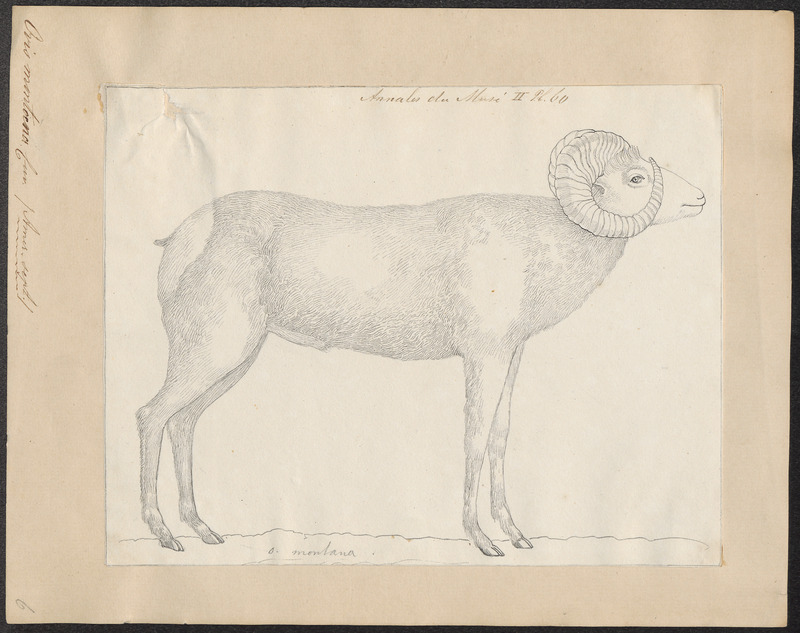 bighorn sheep (Ovis canadensis); DISPLAY FULL IMAGE.