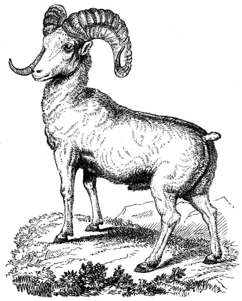 bighorn sheep (Ovis canadensis); DISPLAY FULL IMAGE.