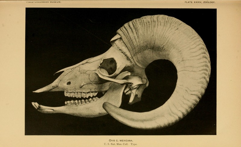 bighorn sheep (Ovis canadensis); DISPLAY FULL IMAGE.