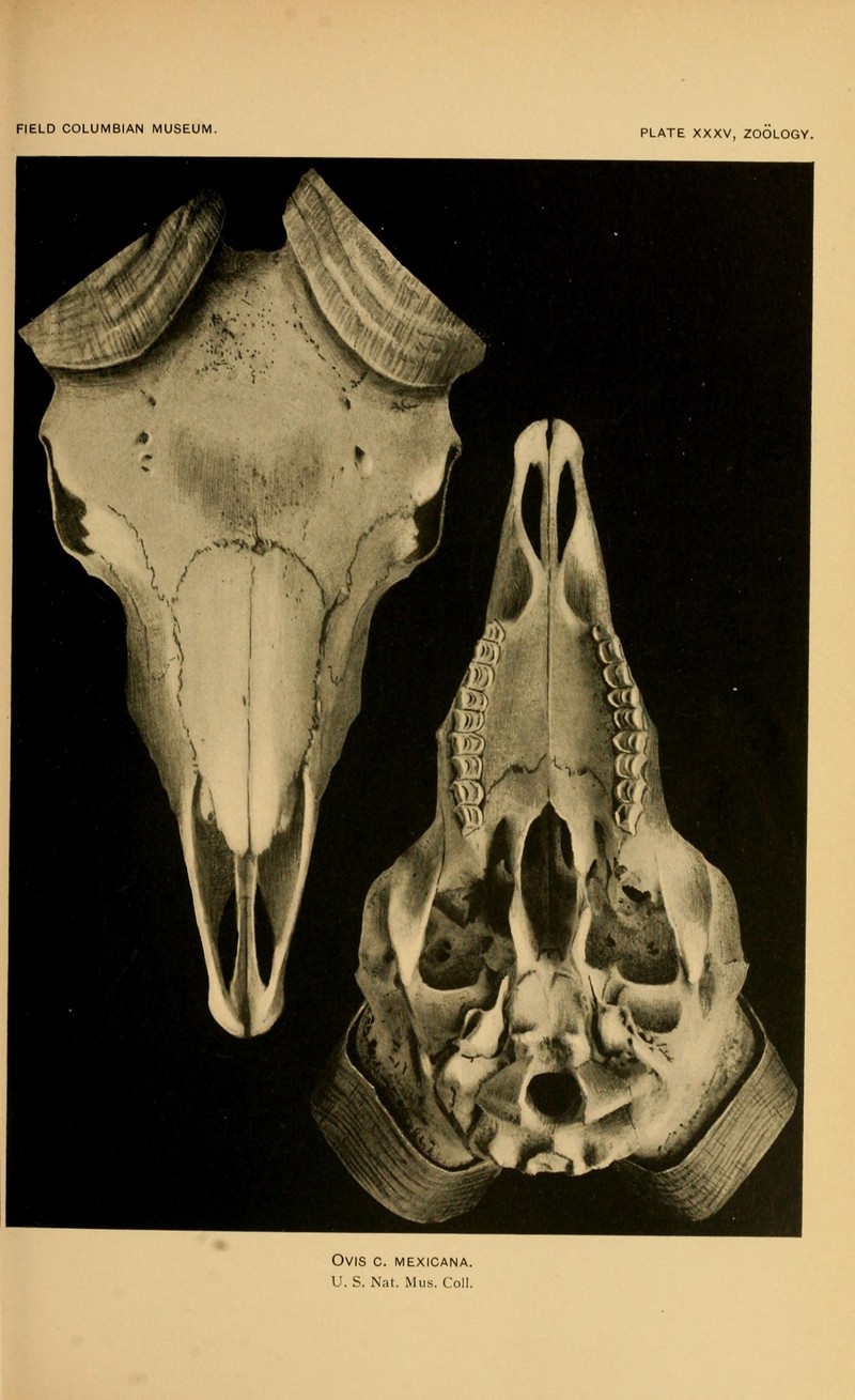 bighorn sheep (Ovis canadensis); DISPLAY FULL IMAGE.