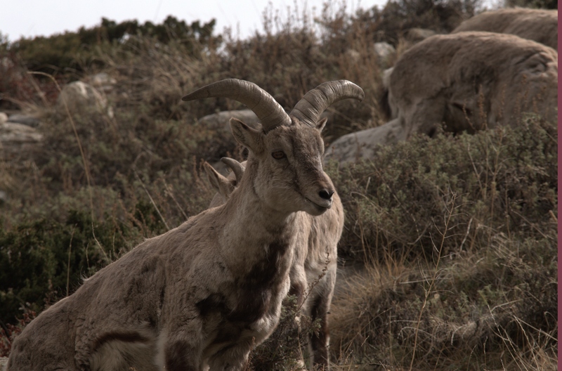 bharal, Himalayan blue sheep, naur (Pseudois nayaur); DISPLAY FULL IMAGE.