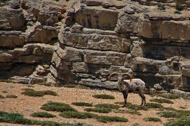 bharal, Himalayan blue sheep, naur (Pseudois nayaur); DISPLAY FULL IMAGE.