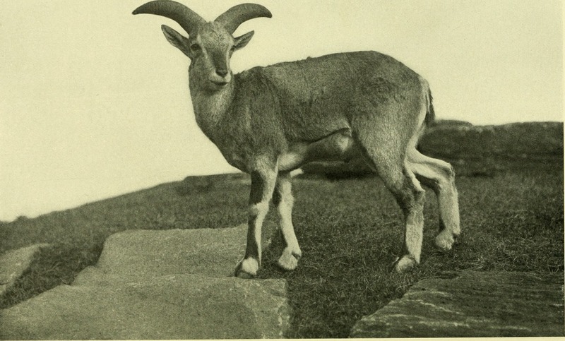 bharal, Himalayan blue sheep, naur (Pseudois nayaur); DISPLAY FULL IMAGE.