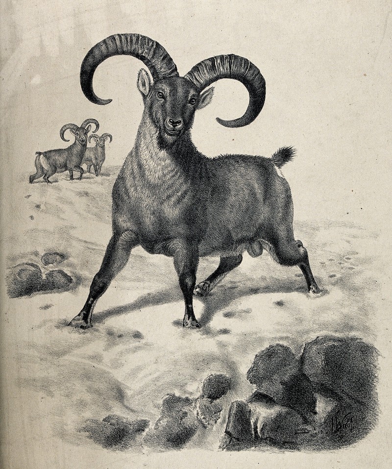 bharal, Himalayan blue sheep, naur (Pseudois nayaur); DISPLAY FULL IMAGE.