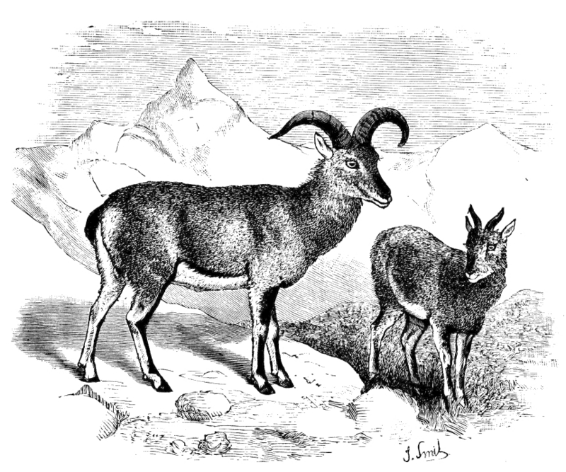 bharal, Himalayan blue sheep, naur (Pseudois nayaur); DISPLAY FULL IMAGE.