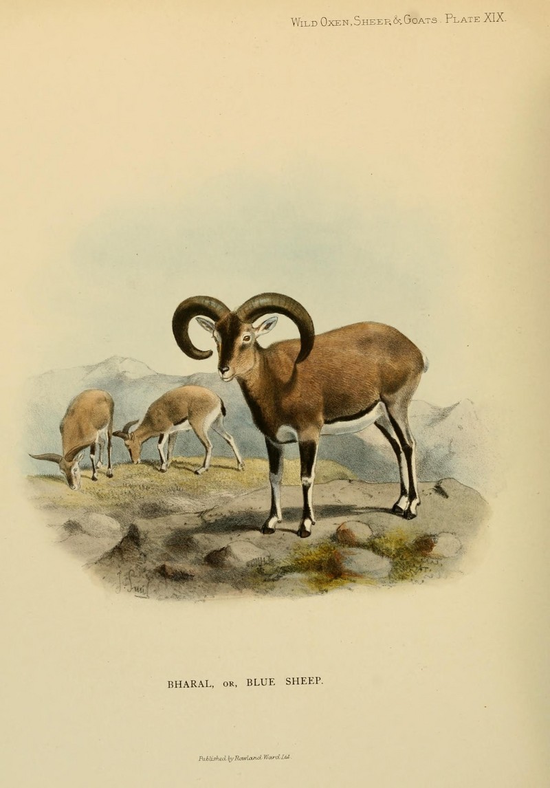 bharal, Himalayan blue sheep, naur (Pseudois nayaur); DISPLAY FULL IMAGE.