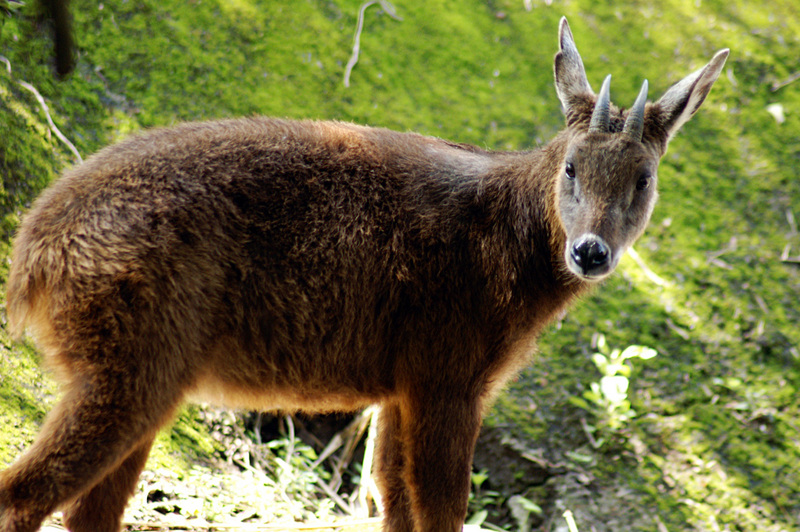 Taiwan serow (Capricornis swinhoei); DISPLAY FULL IMAGE.