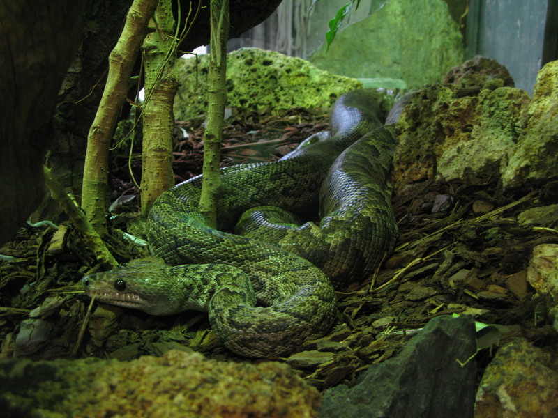 Cuban tree boa (Chilabothrus angulifer); DISPLAY FULL IMAGE.