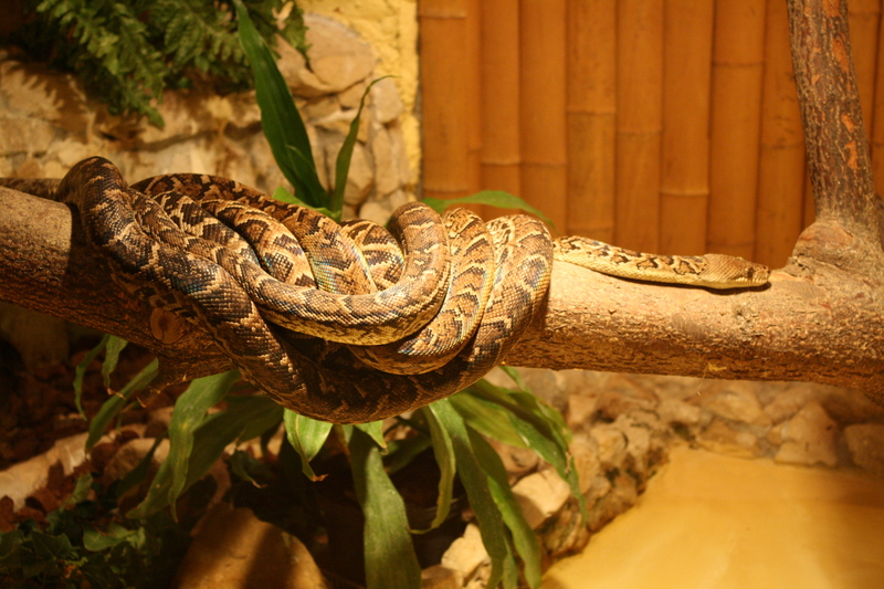 Cuban tree boa (Chilabothrus angulifer); DISPLAY FULL IMAGE.