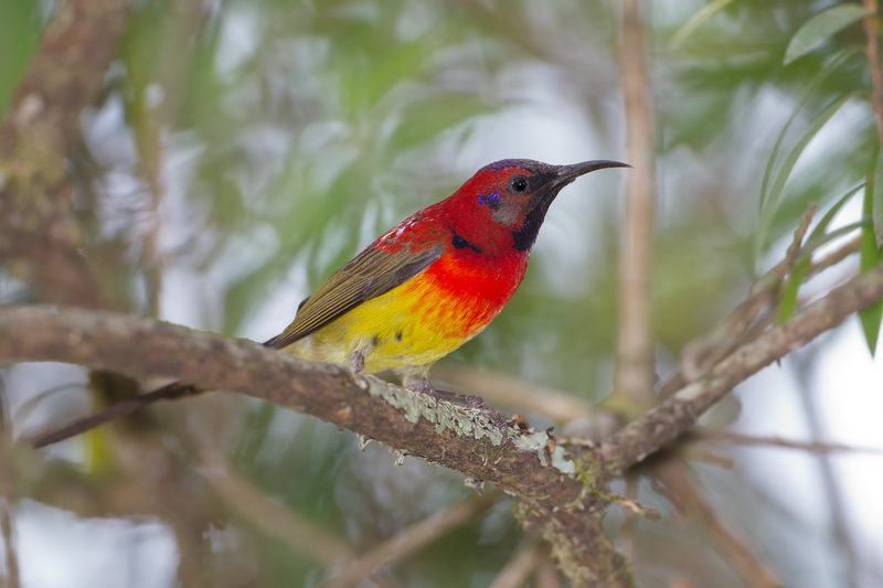 Mrs. Gould's sunbird (Aethopyga gouldiae); DISPLAY FULL IMAGE.