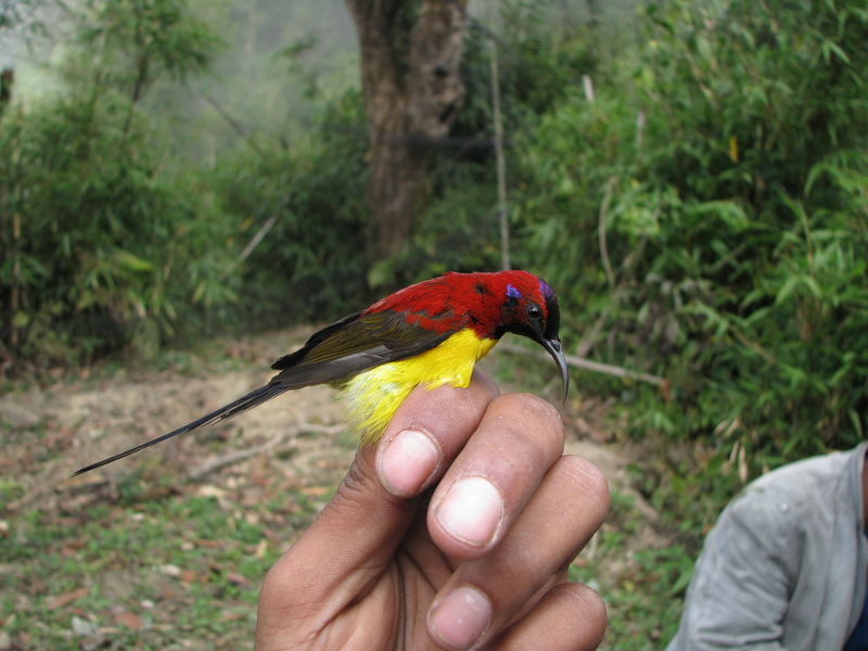 Mrs. Gould's sunbird (Aethopyga gouldiae); DISPLAY FULL IMAGE.