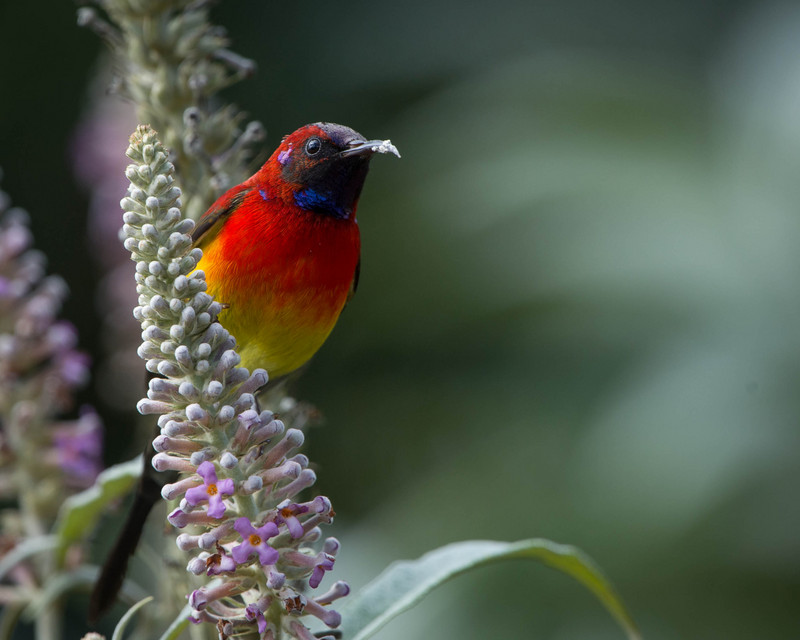 Mrs. Gould's sunbird (Aethopyga gouldiae); DISPLAY FULL IMAGE.