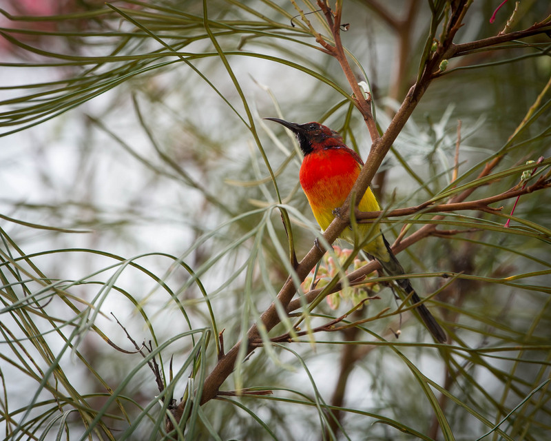 Mrs. Gould's sunbird (Aethopyga gouldiae); DISPLAY FULL IMAGE.