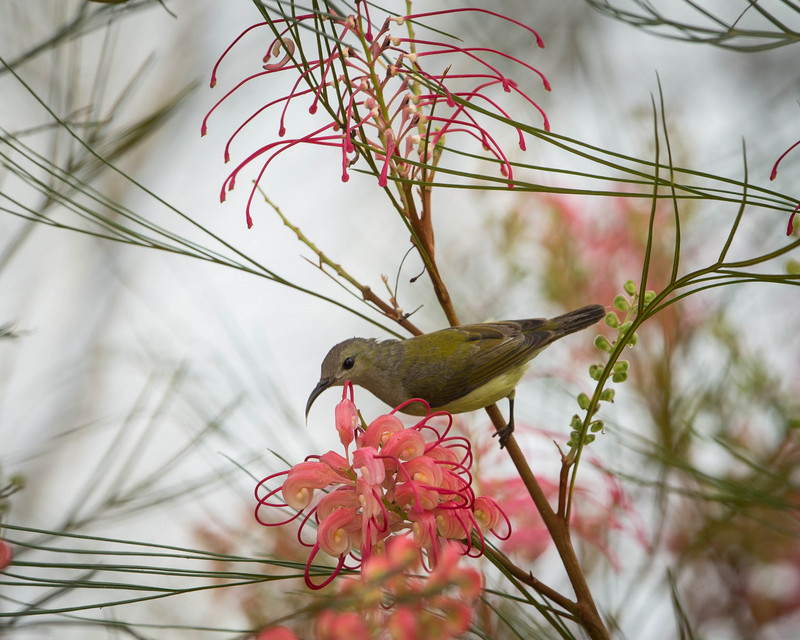 Mrs. Gould's sunbird (Aethopyga gouldiae); DISPLAY FULL IMAGE.