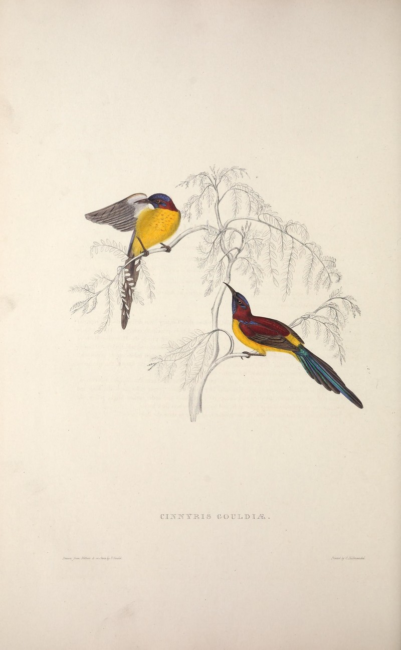 Mrs. Gould's sunbird (Aethopyga gouldiae); DISPLAY FULL IMAGE.