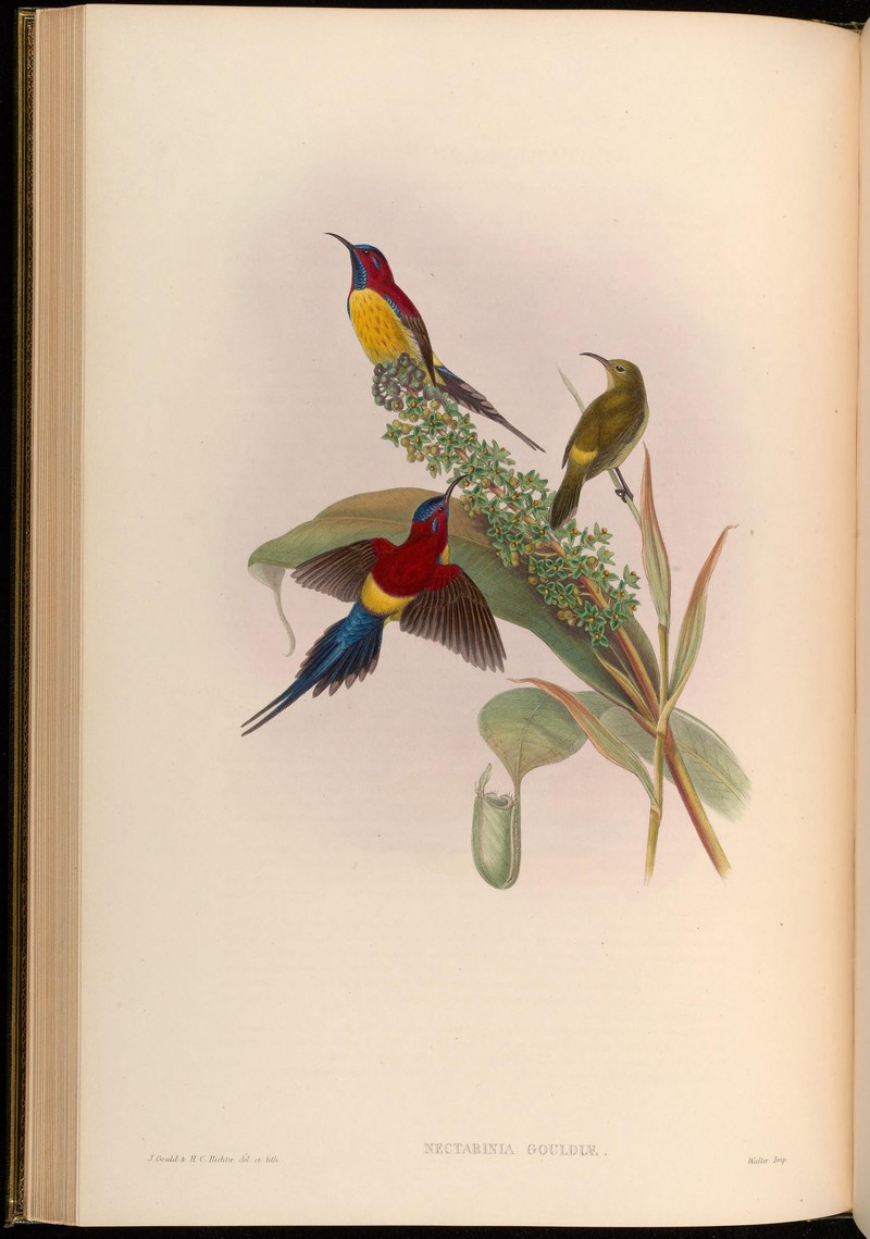 Mrs. Gould's sunbird (Aethopyga gouldiae); DISPLAY FULL IMAGE.