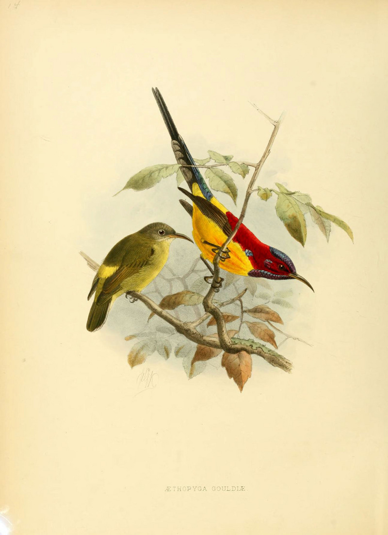 Mrs. Gould's sunbird (Aethopyga gouldiae); DISPLAY FULL IMAGE.